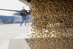 Monsanto Co. Asgrow brand soybeans are delivered at Crop Protection Services (CPS) in Manlius, Illinois, on March 20, 2015.
