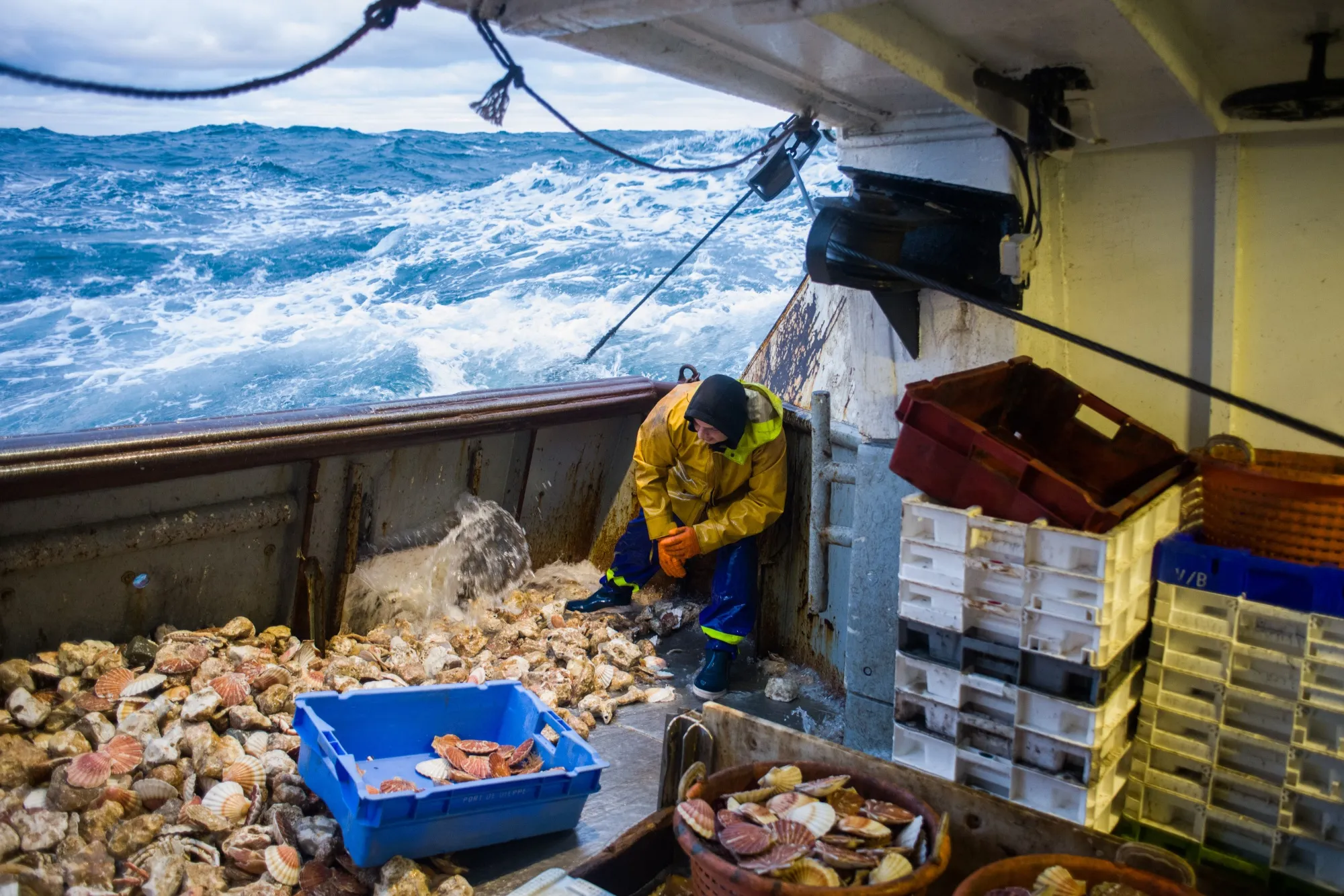A fisherman sorts scallops aboard a French fishing trawler in the English Channel, on Thursday, Nov. 4, 2021.