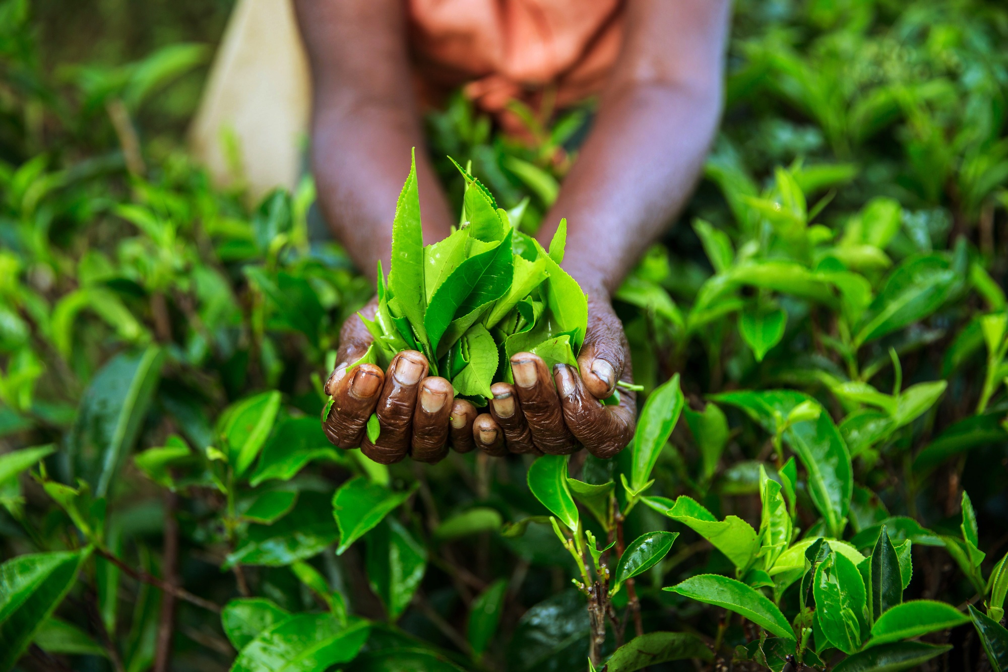 Ceylon Tea Production At The Geragama Estate