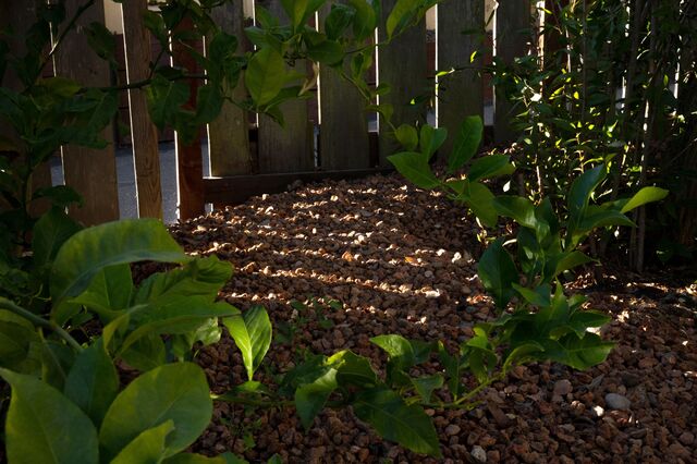 Volcanic rock in Michel Thouati's garden.
