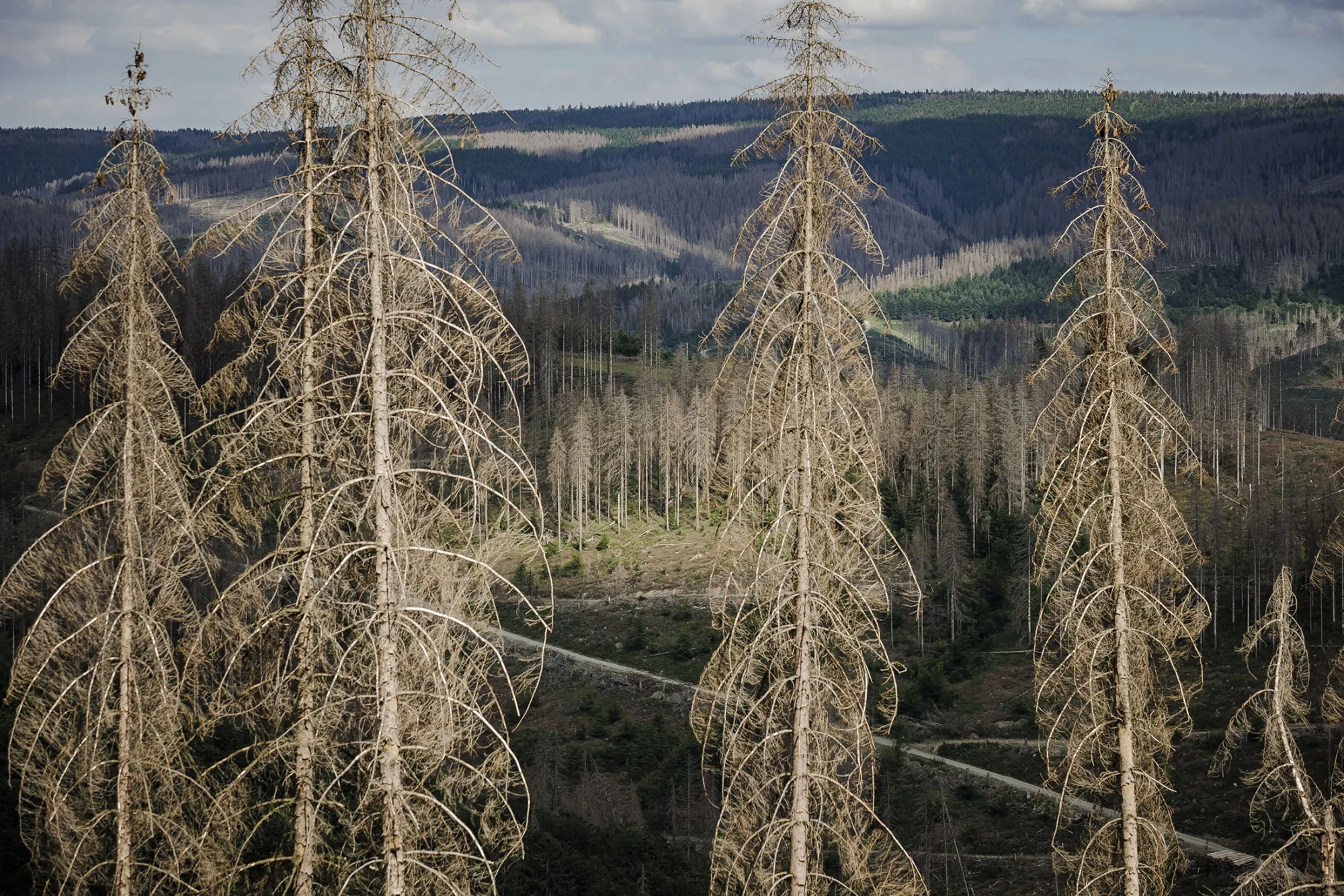 Forest dieback in Germany