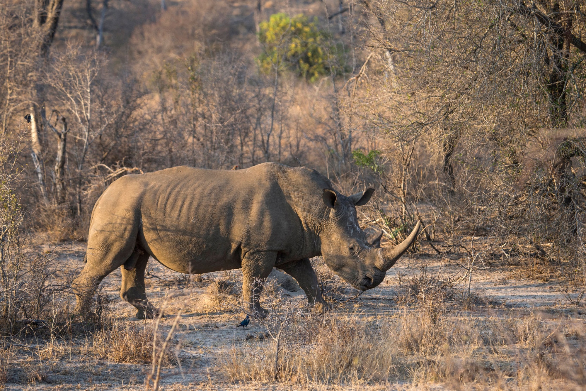 rhinoceros africa