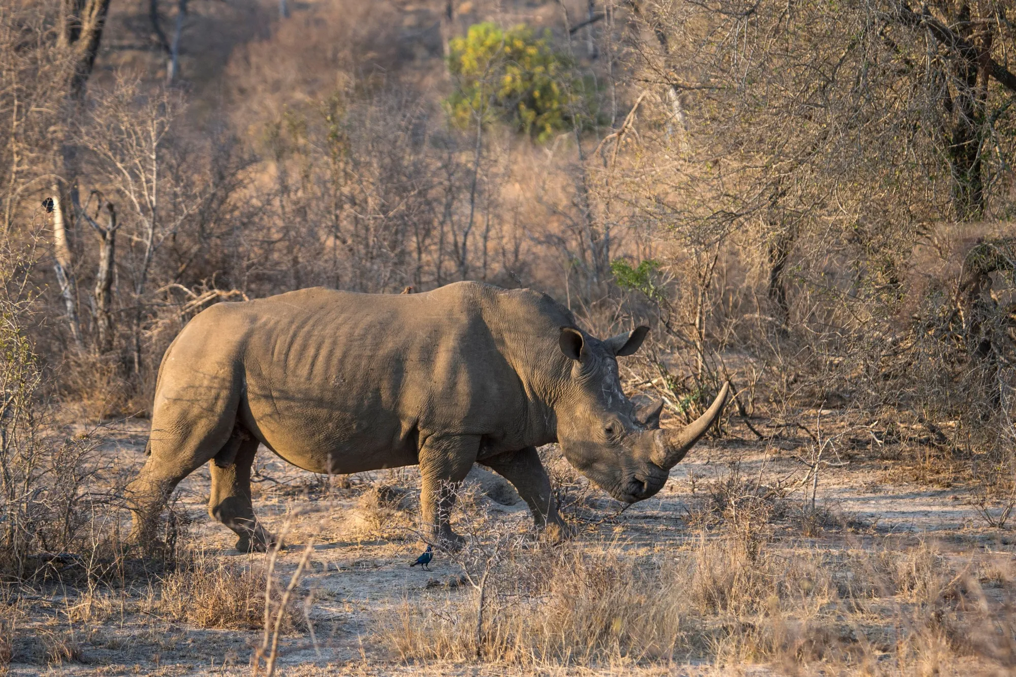 A white rhino in Kruger National Park, South Africa.
