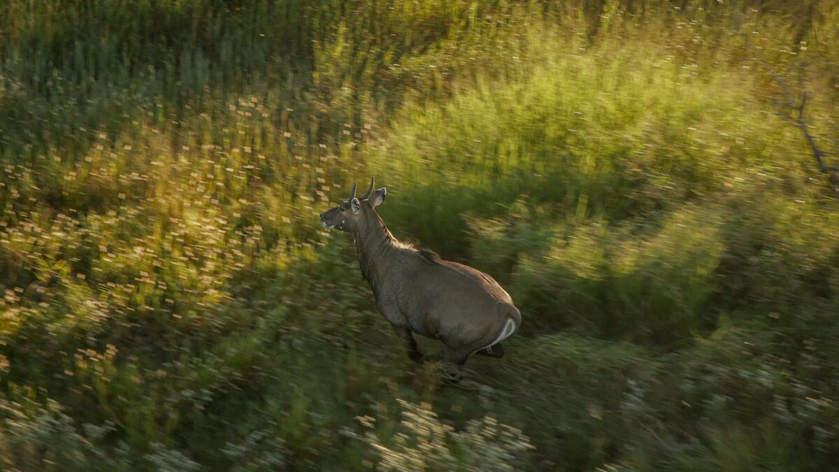 Can a Return to Hunting Change How America Eats?