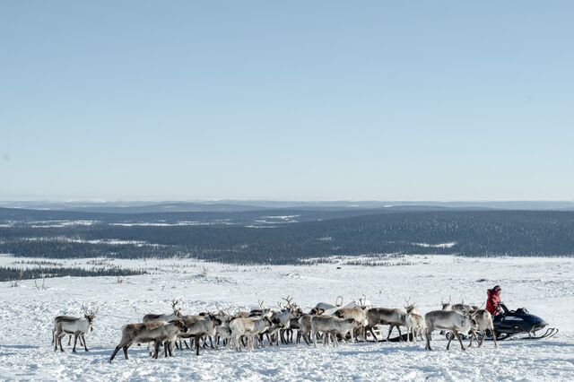 Landscape of northern Sweden with reindeer