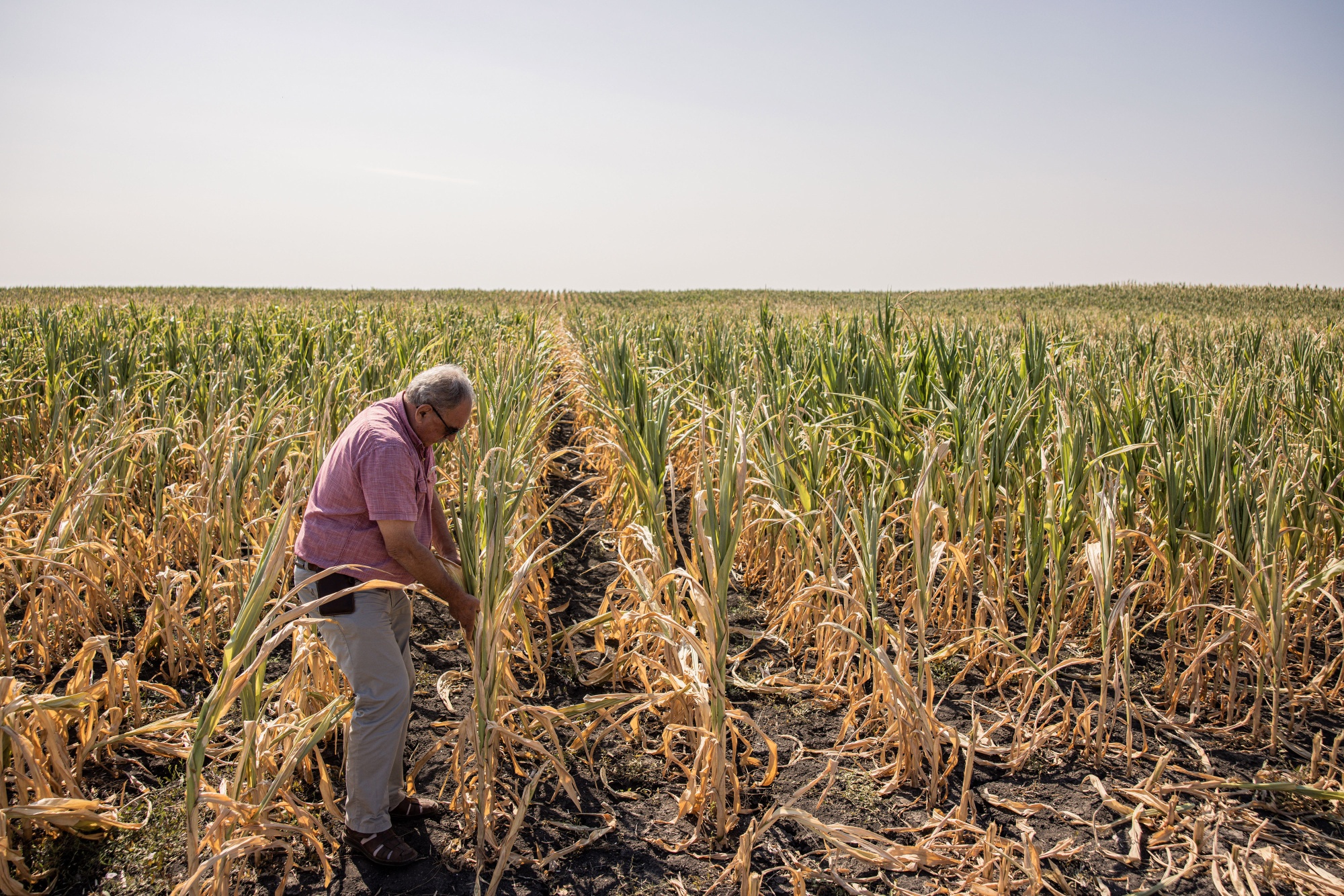 A farmer inspects scorched corn in a field near Hodmezovasarhely, Hungary, on Aug. 3. 