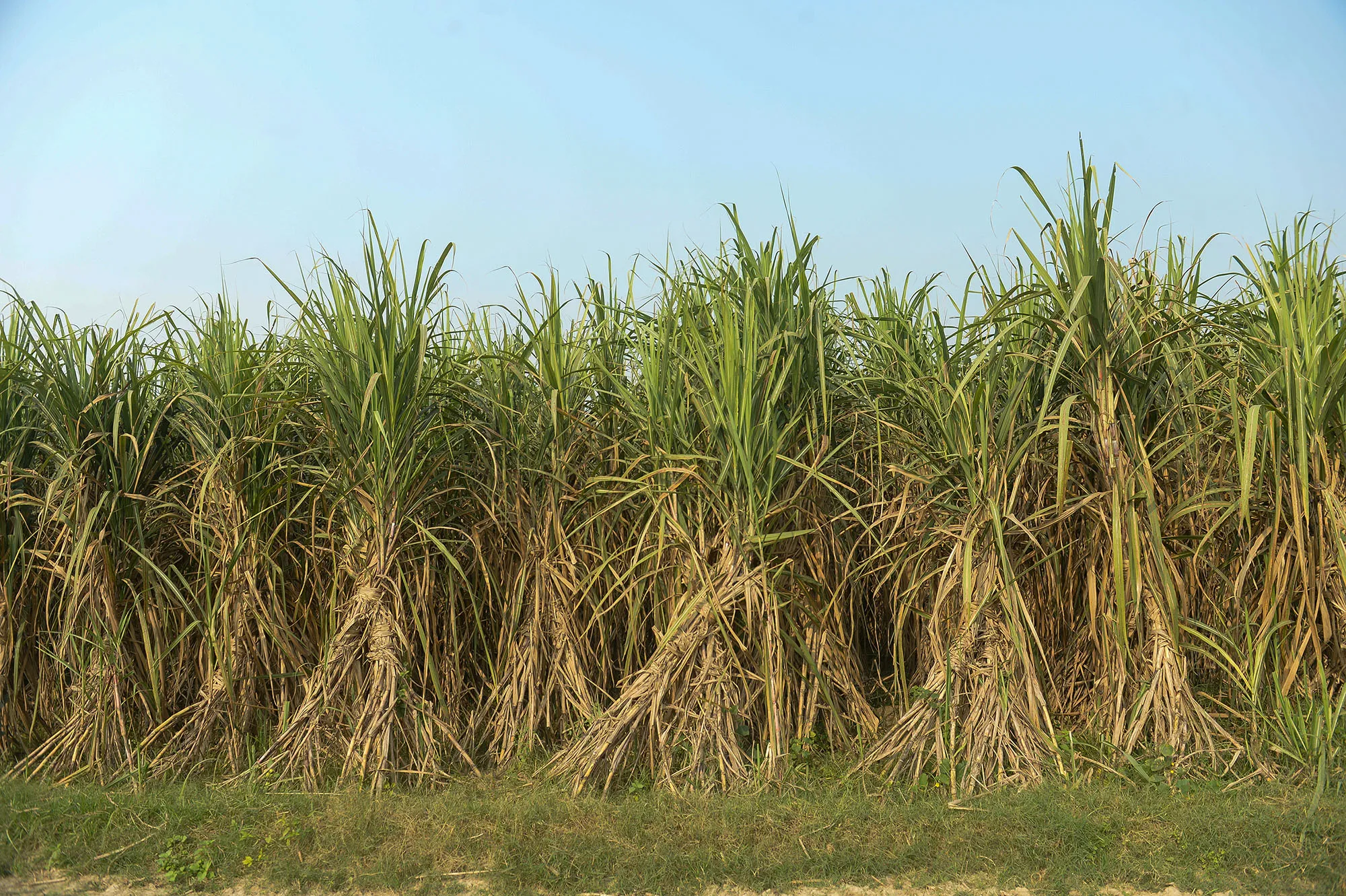 Sugar Shortage 20 Set Ease Thanks to Brazil Corn Ethanol Boom ...