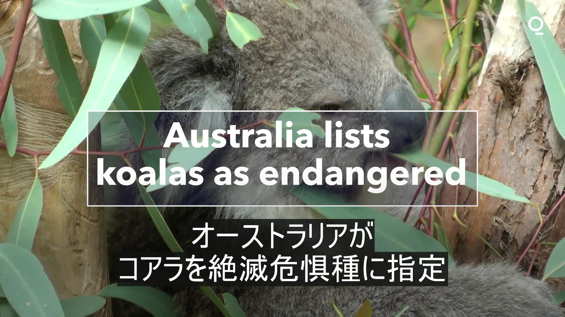 オーストラリアがコアラを絶滅危惧種に指定 – Bloomberg