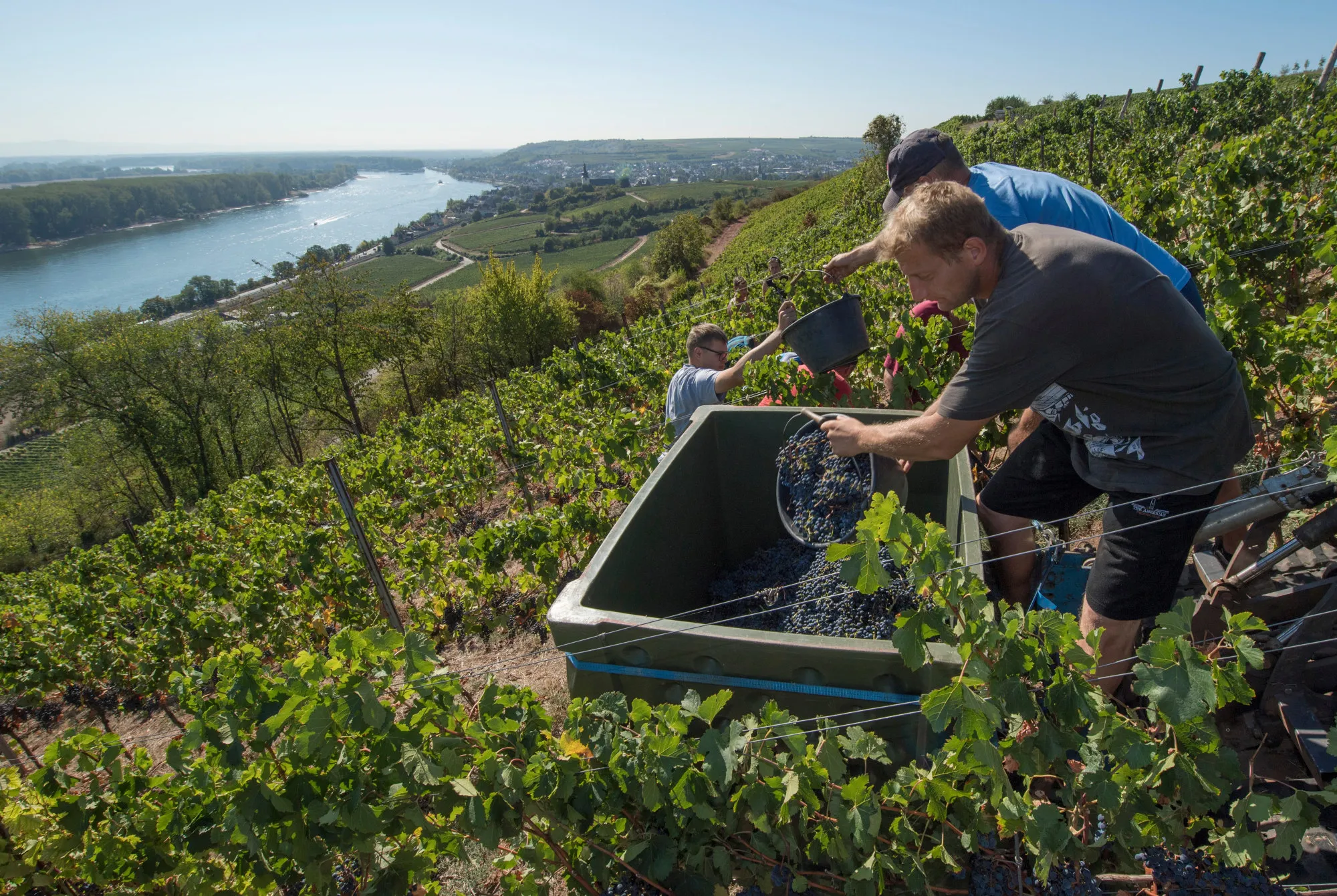 Harvest overlooking the Rhine River, September 2018.