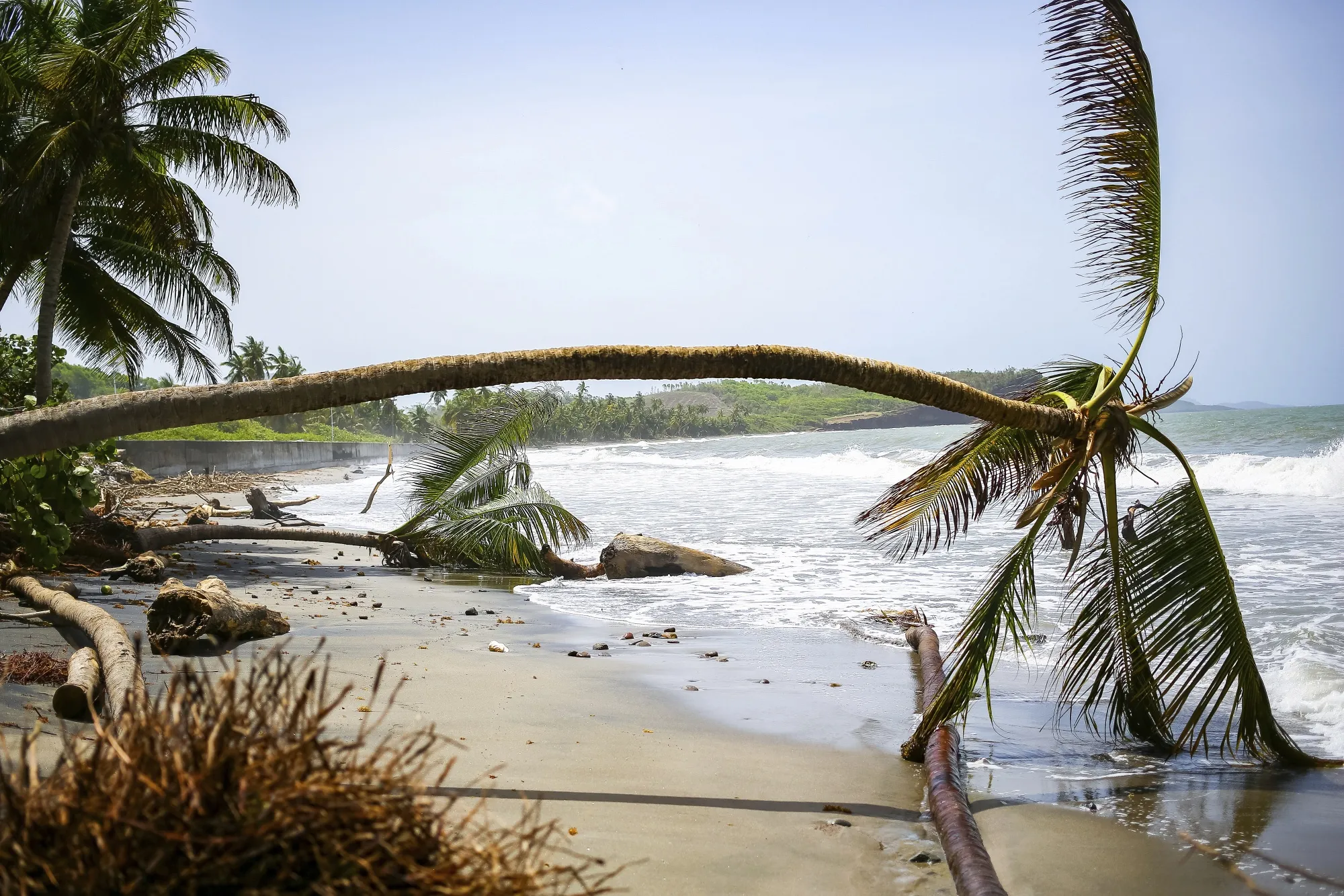 Palm trees uprooted by Hurricane Beryl, in St. Patrick, Grenada, in July.