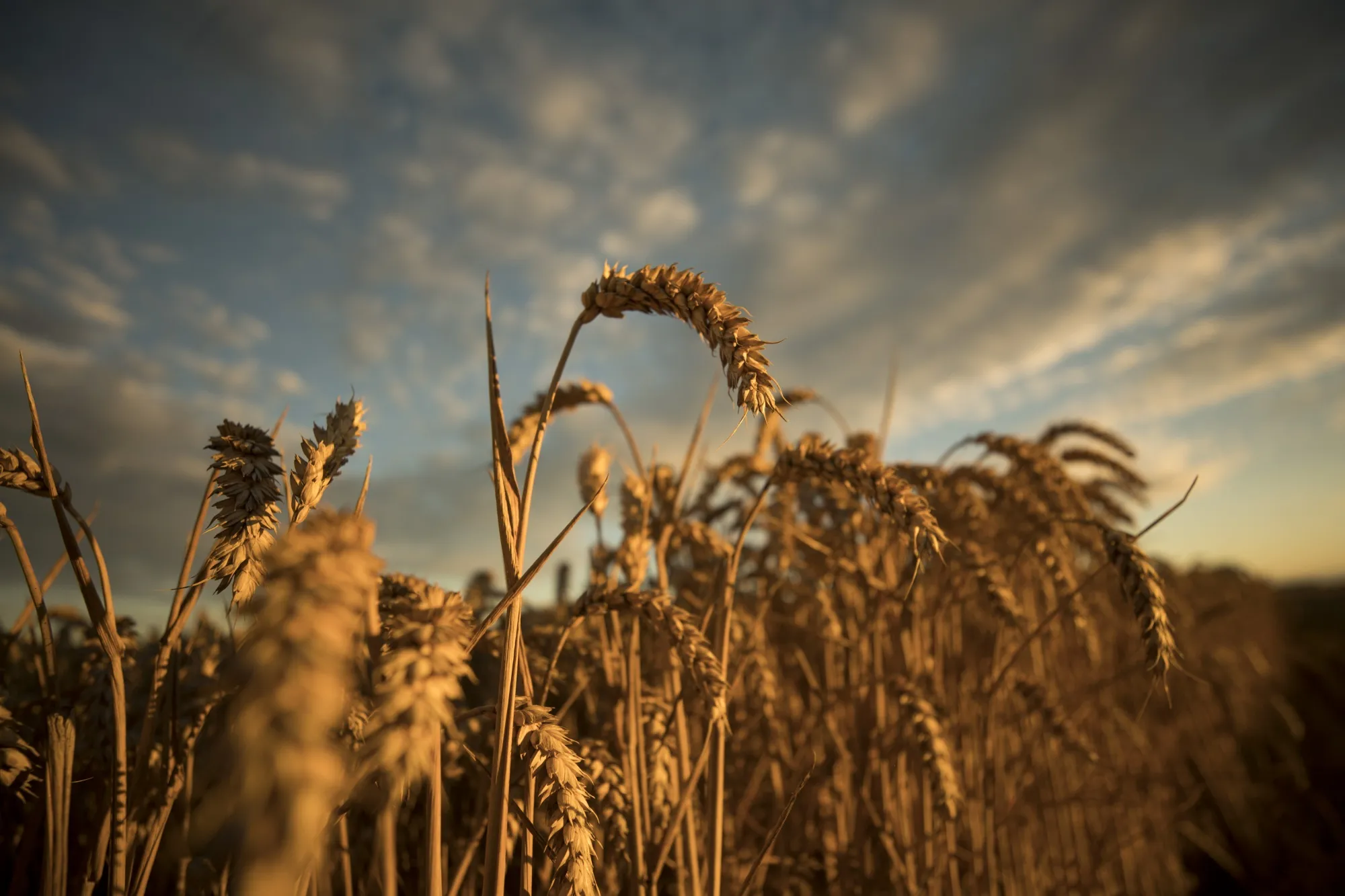 Harvest As Europe's Wilted Wheat Leaves World Hunting Elsewhere for Grain