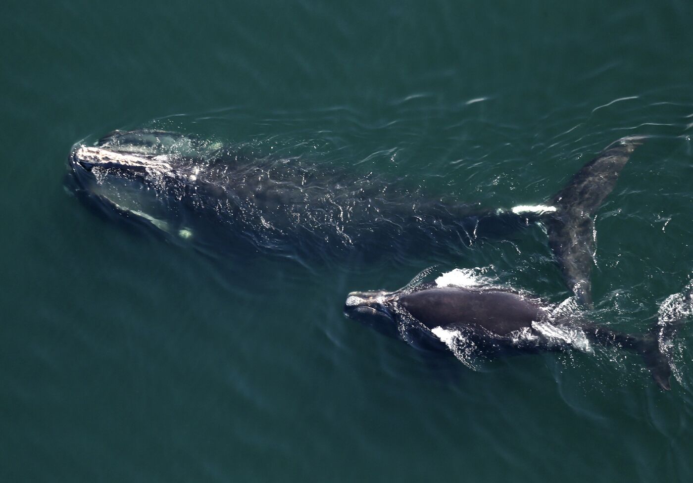 Do Wind Farms Hurt Whales? US Should Study, Scientists Say - Bloomberg