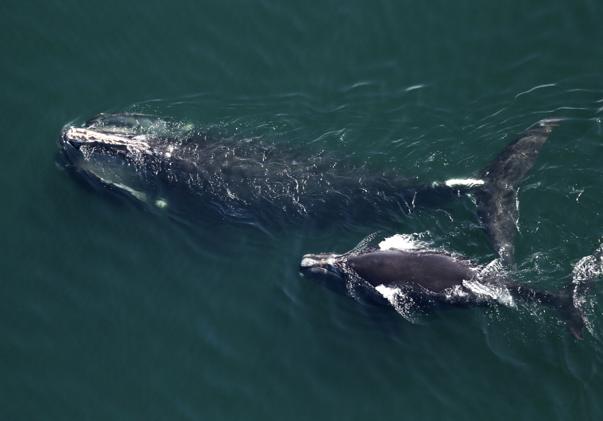 Do Wind Farms Hurt Whales? Us Should Study, Scientists Say - Bloomberg