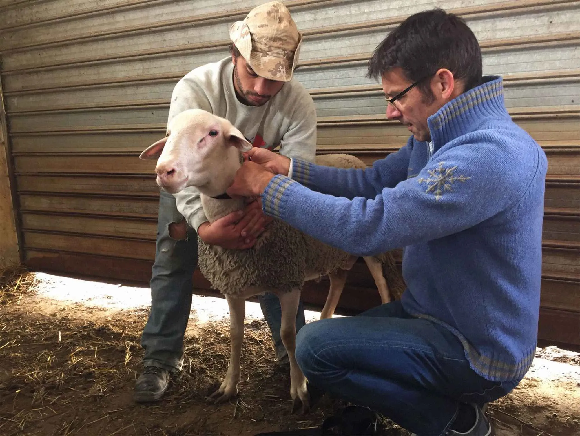 Martin Wikelski&nbsp;(right), migration expert at the Max Planck Institute for Ornithology, sensor-tags a sheep.