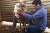 Martin Wikelski&nbsp;(right), migration expert at the Max Planck Institute for Ornithology, sensor-tags a sheep.