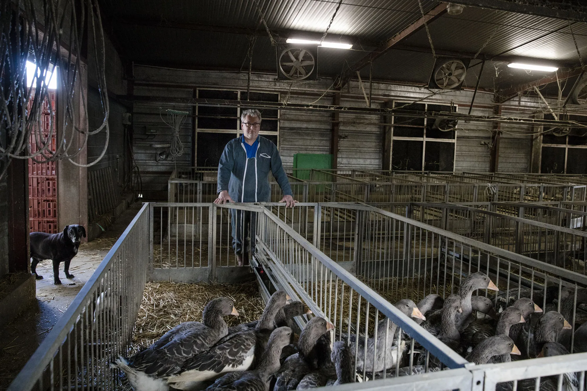 Foie gras maker Frederic Coudray on his farm in Donzy, France.
