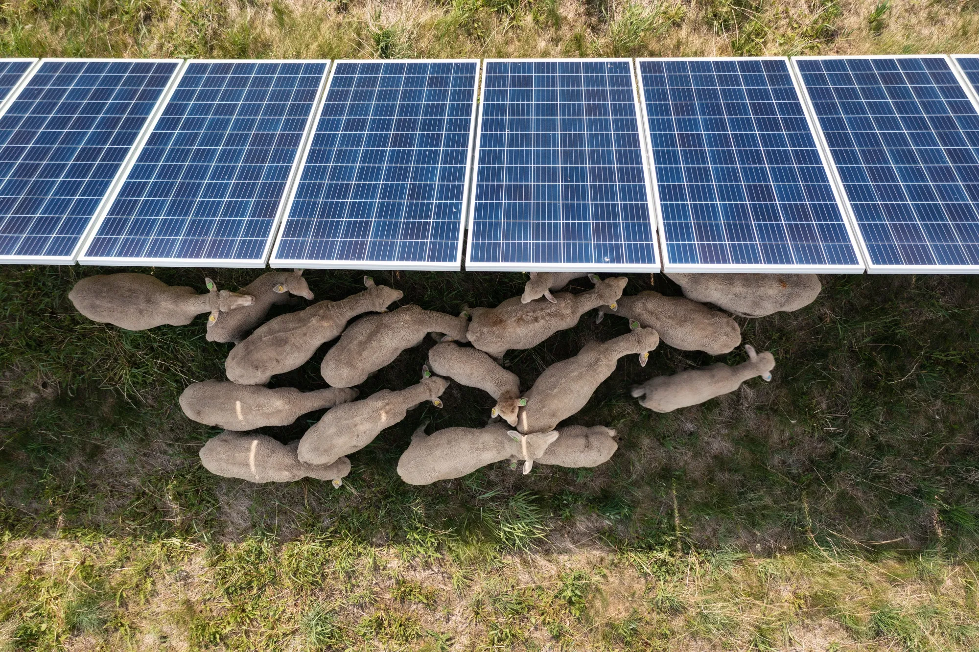 Sheep graze underneath solar panels at a farm in Hammond, Minnesota.