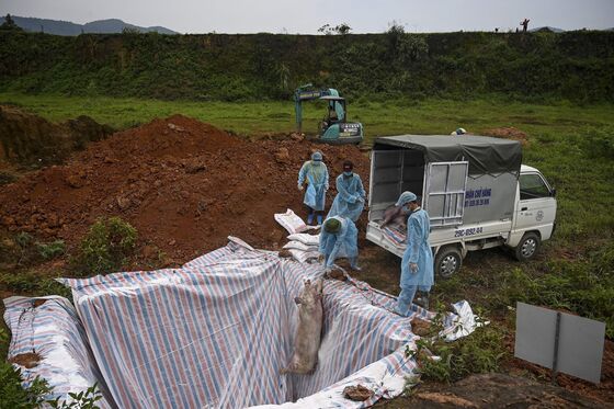 Disease That Wiped Out Millions of Pigs Is Creeping Back in Asia