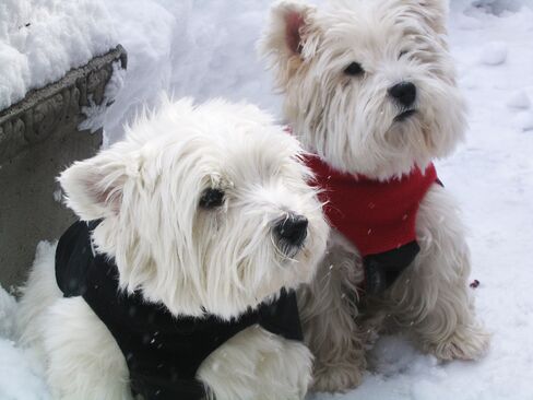 A pair of Westies model West Highland Snow Jackets.