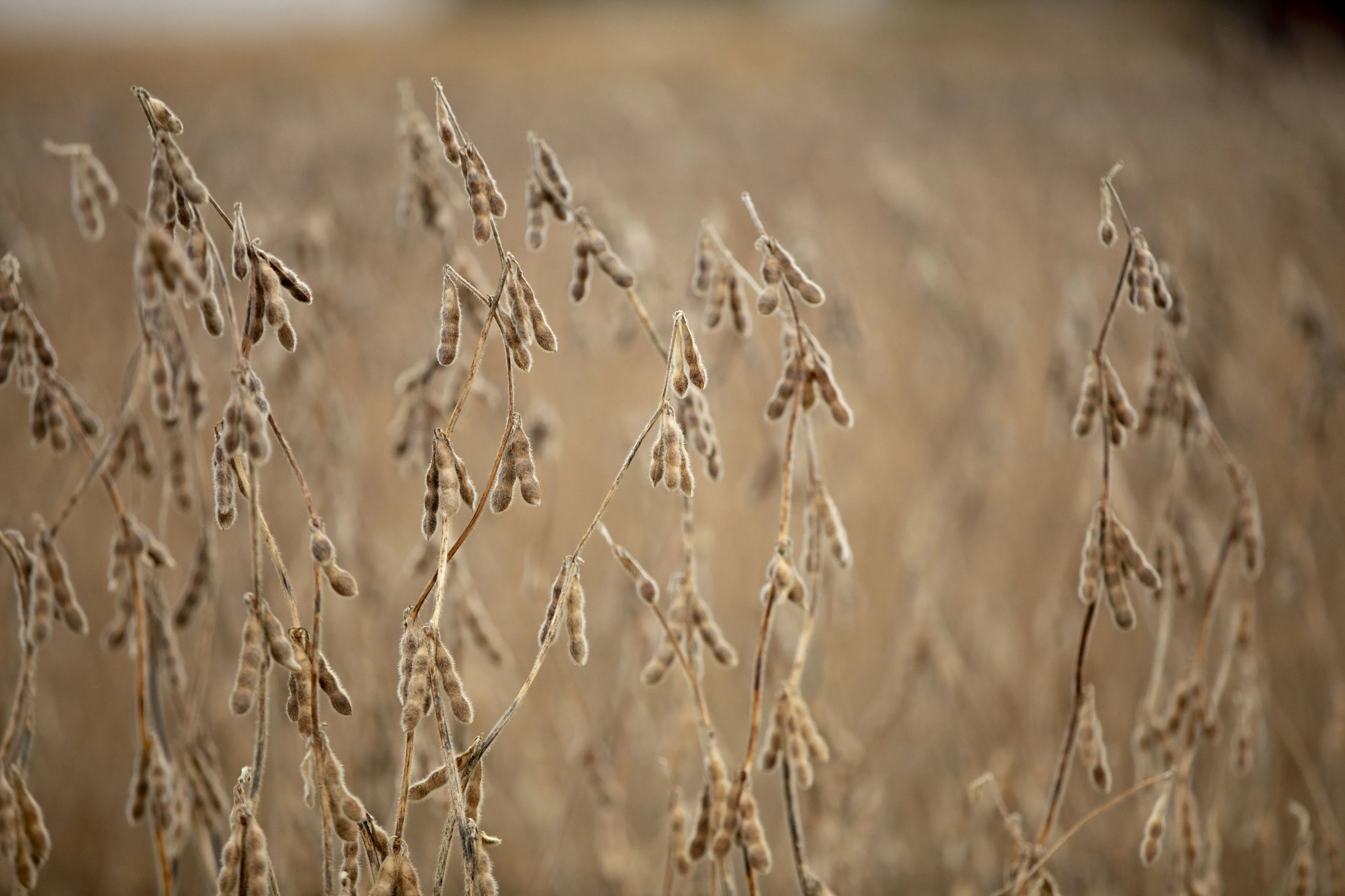 Hedge Funds Go All In On Soybeans As Bull Wagers Jump Sevenfold