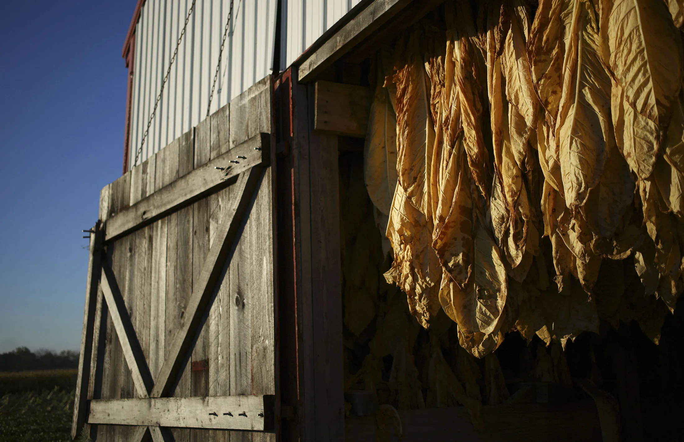 Operations During A Tobacco Hanging As Most Of The World's Smokers Have No Plans To Quit