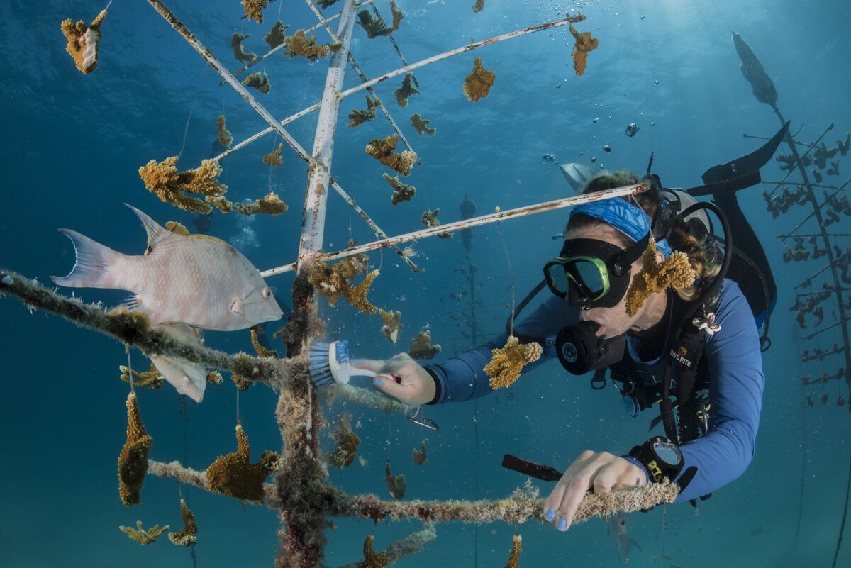 Florida’s Coral Restorers Are Preparing for Another Hot Summer