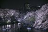 Cherry blossom viewers row boats at Chidorigafuchi moat at night in Tokyo
