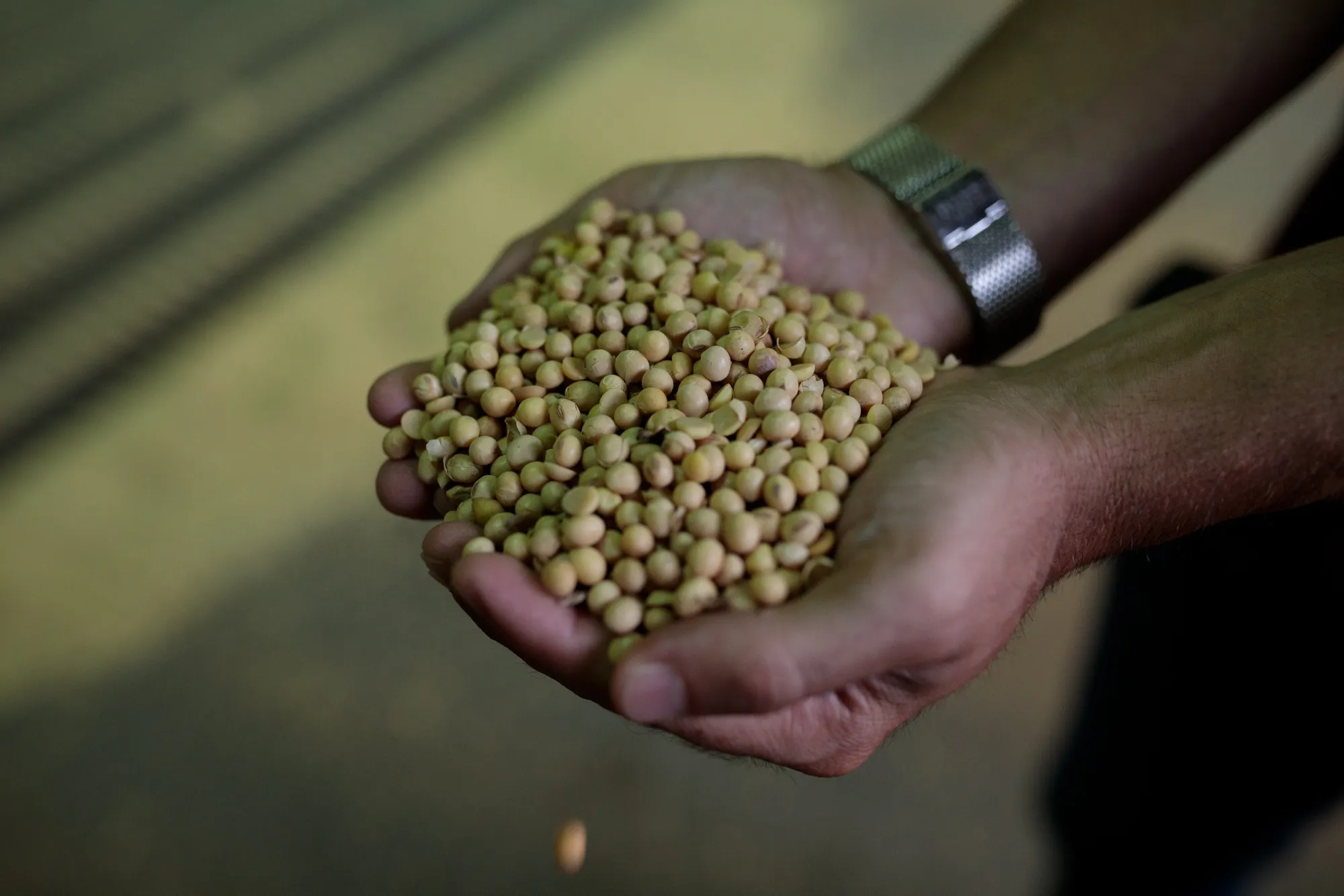 A worker holds soybeans at the T-Gro Cargo terminal at the Port of Santos in Santos, Brazil, on Wednesday, March 3, 2021.&nbsp;