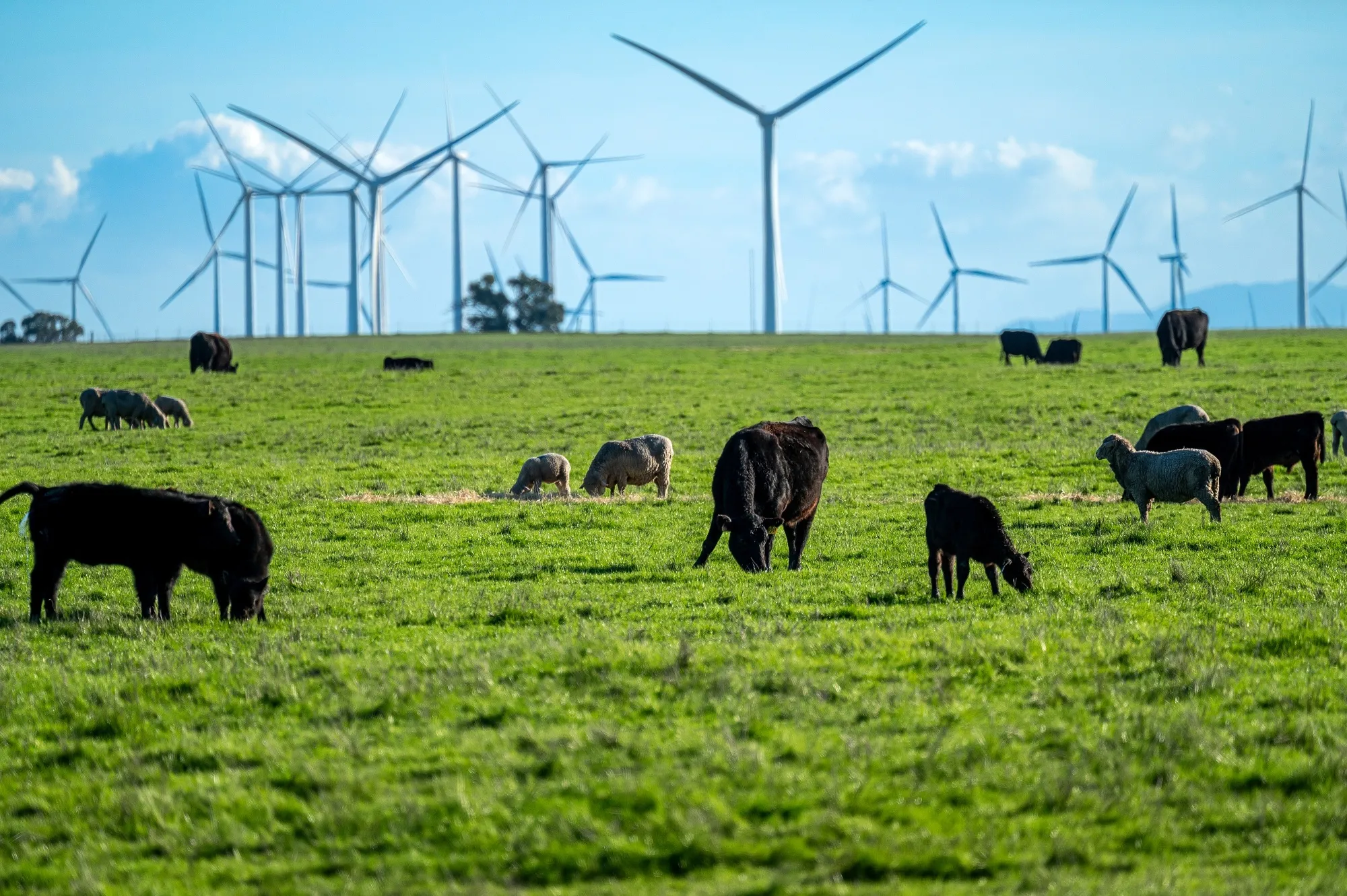 Sheep and cattle graze in a field in Solano County, California. 
