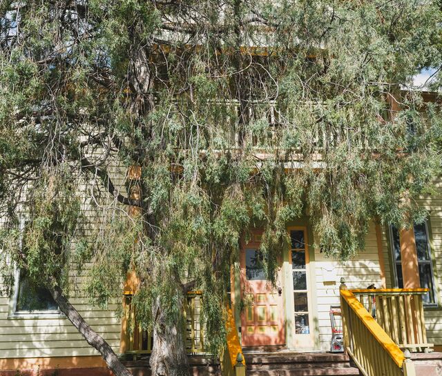 A home in Boulder fronted by a large, leafy juniper tree.