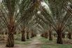 Sampoernas Sell Palm Oil Unit to Posco International’s AGPA