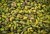 Pistachio Price Shock Spurs South Africa Farmers to Boost Output