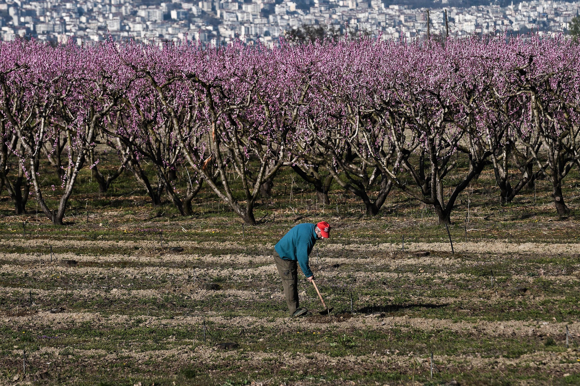 A worker attends to the land by peach trees in Northern Greece.