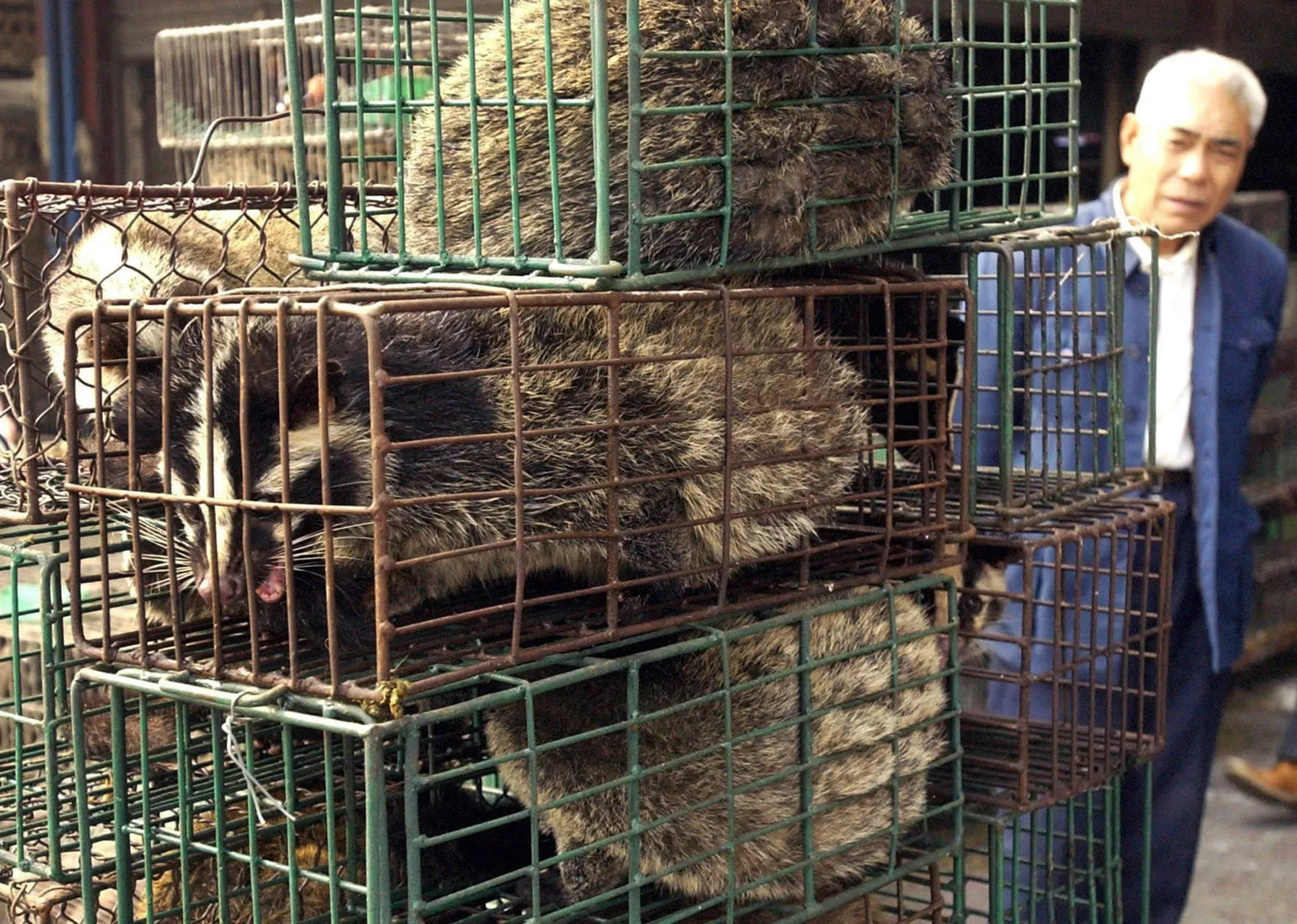 Civets at a wildlife market in Guangzhou, China, in 2004.