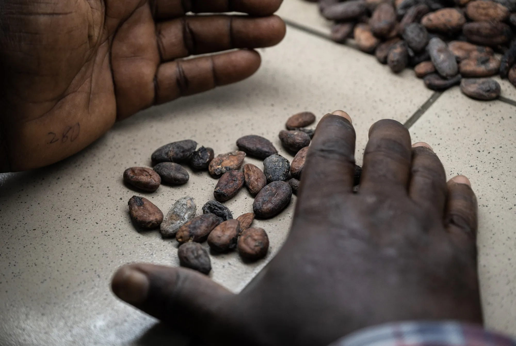 A person inspects a sample of cocoa beans.