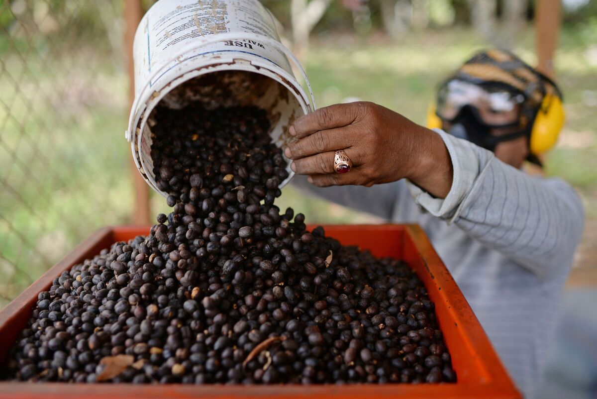 Coffee’s Big Price Swings Push Volatility to Four-Year High
