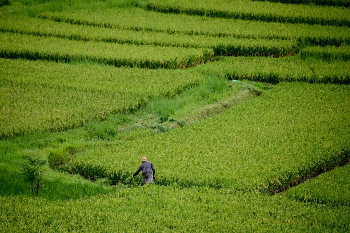 🟪"Indonesia: Storico Stop all'Importazione di Riso Grazie all'Aumento della Produzione"