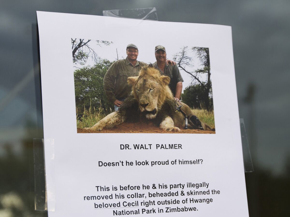 Lion Heads Arrive in Record Numbers as U.S. Considers Crackdown - Bloomberg