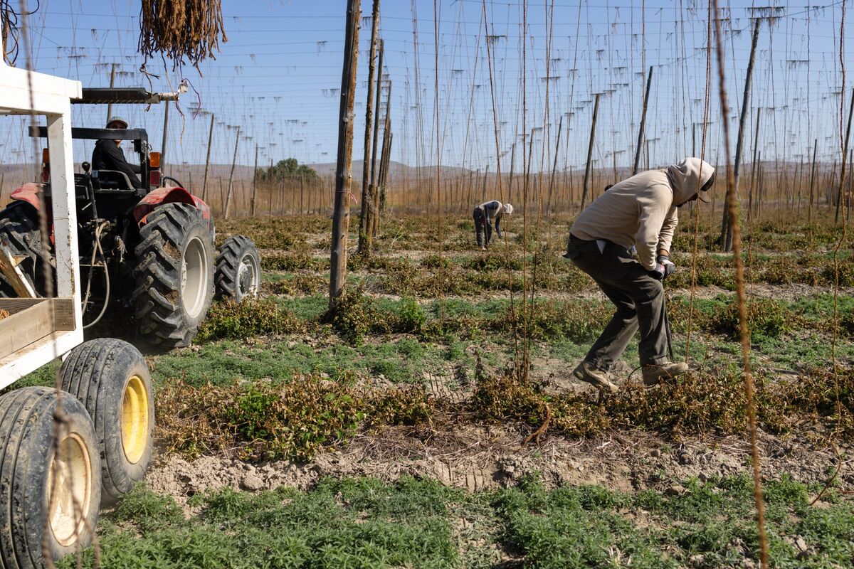 🟪"Le Conseguenze dei Dazi di Trump: Un Colpo al Settore Agricolo Americano"