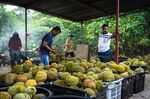 Southeast Asia's King Of Fruits Durian From Harvest To Retail
