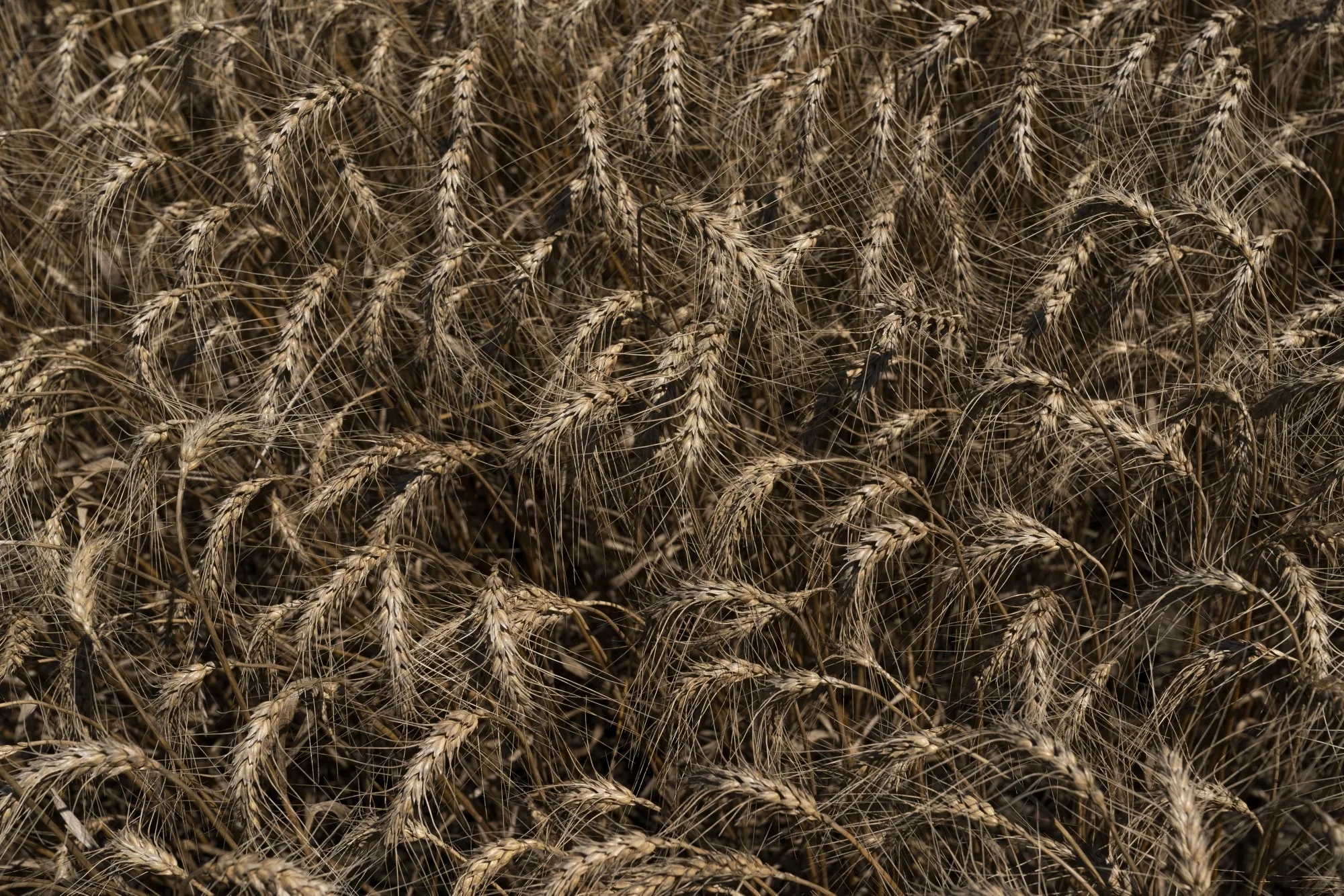 Winter wheat in a field during harvest in Pawnee, Oklahoma, U.S., on Wednesday, June 24, 2020. Soybean, corn and wheat futures in Chicago trimmed losses after President Donald Trump said the phase one trade deal with China is “fully intact” after his adviser Peter Navarro sowed confusion with comments interpreted as a decision to end the agreement.