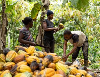 relates to Cocoa Hits New Record as North America Grinds Defy Expectation