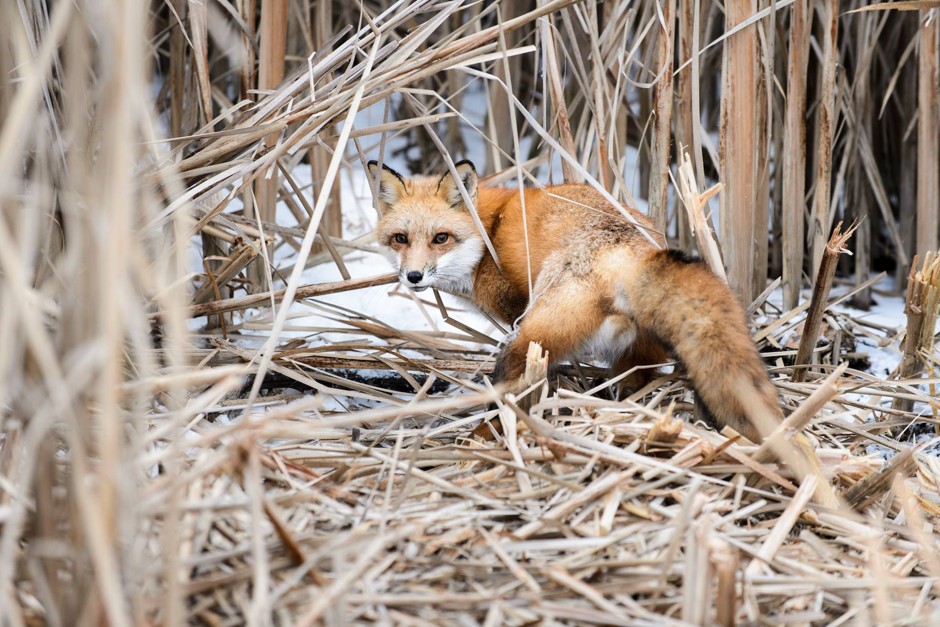 The Urban Canid Project at University of Wisconsin, Madison, has been tracking fox and coyote movement to better understand how they thrive in cities.