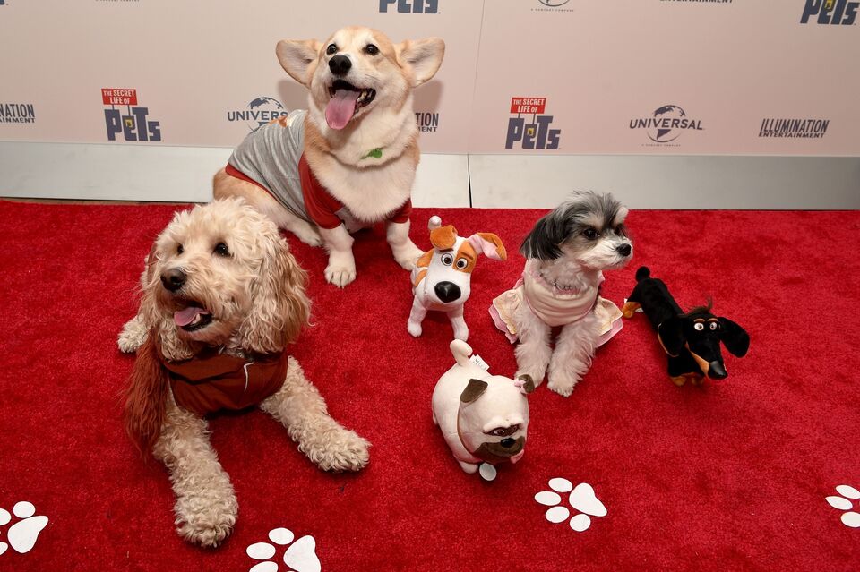 Should I Get a Pet During Covid? Here's the Return on Invested Dog, Cat