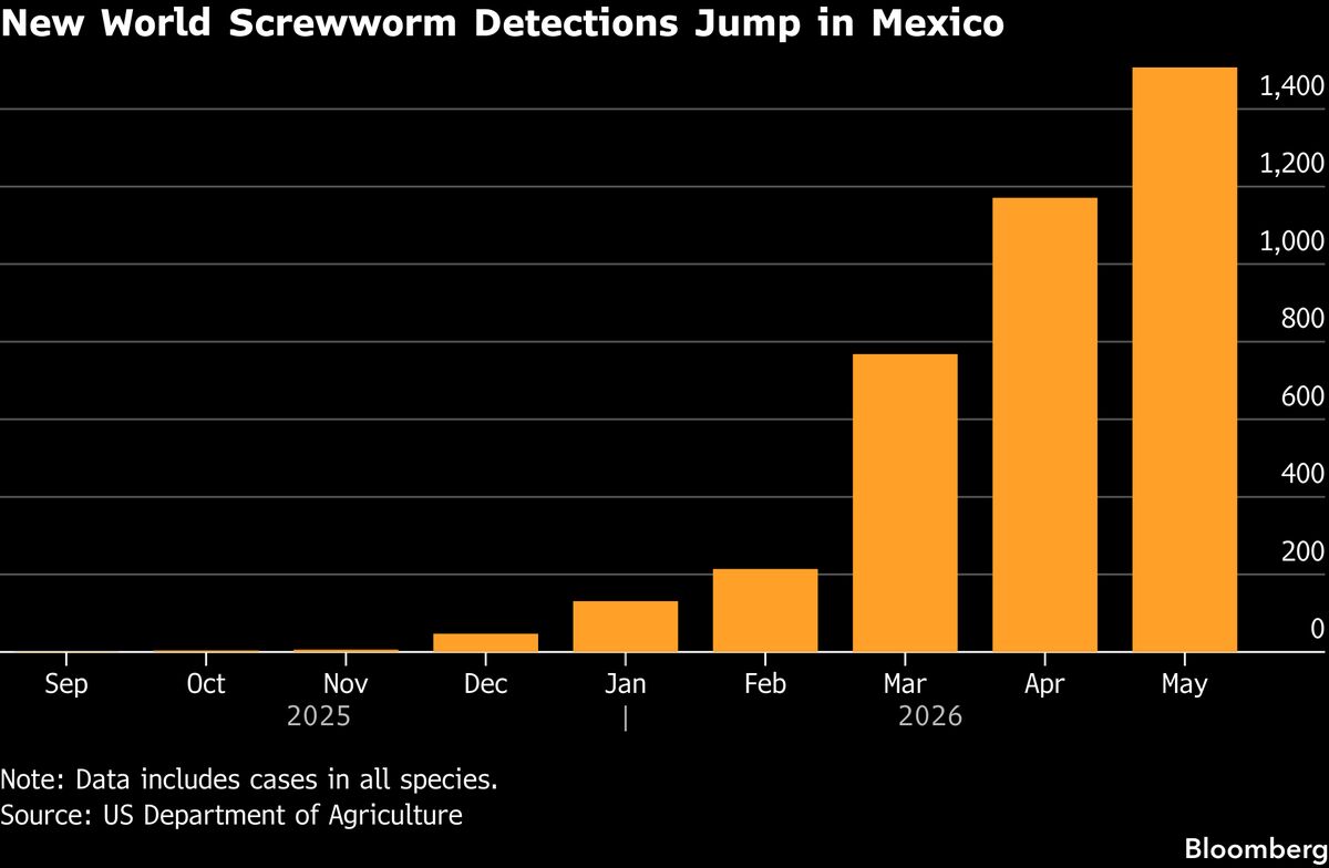 Deadly Screwworm Parasite Found in US Threatens Cattle Herd