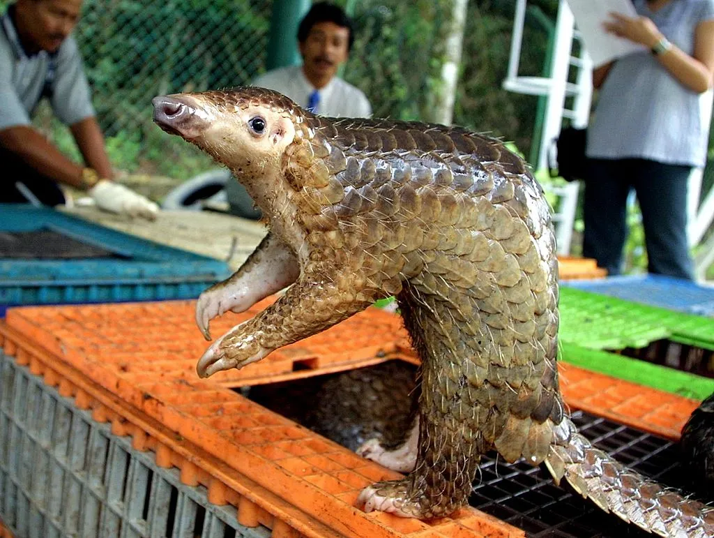 Check out those scales.