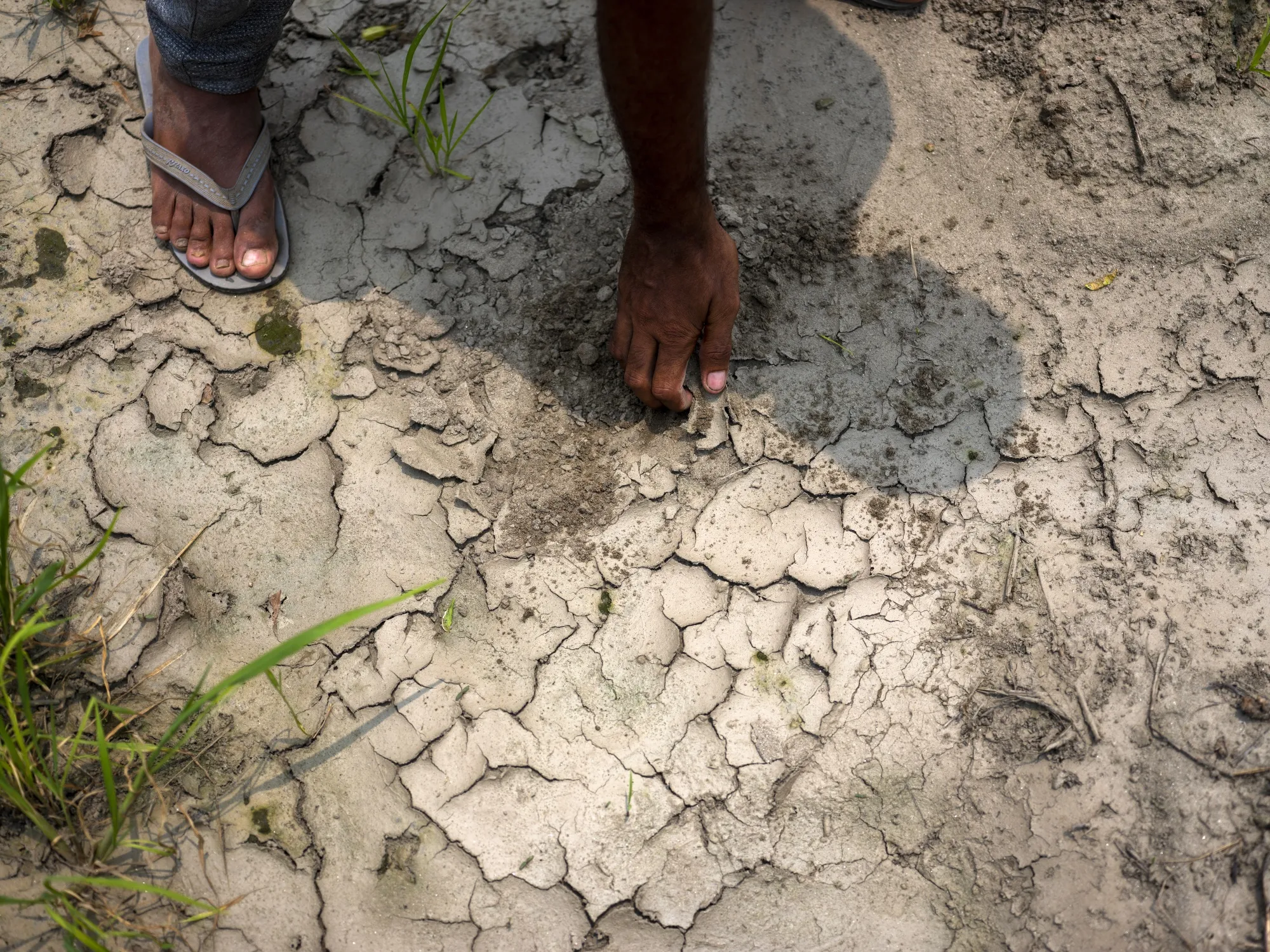 Indian Farmers Give New Crops a Cautious Try as Water Woes Rise