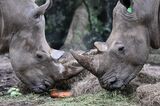 GUATEMALA-ANIMAL-ZOO-RHINO DAY