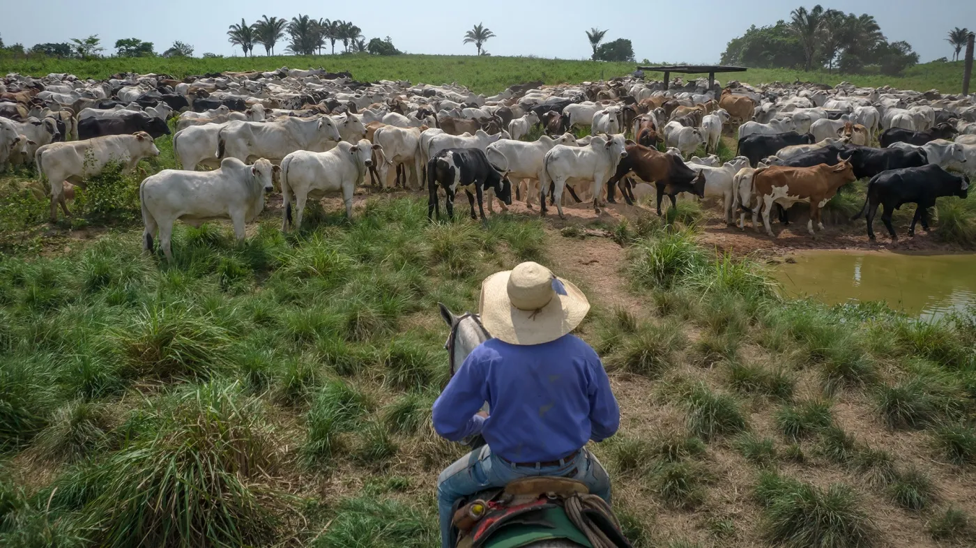 A rancher herds cattle in Xinguara, Brazil.