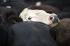 Livestock Farmers Cattle Auction